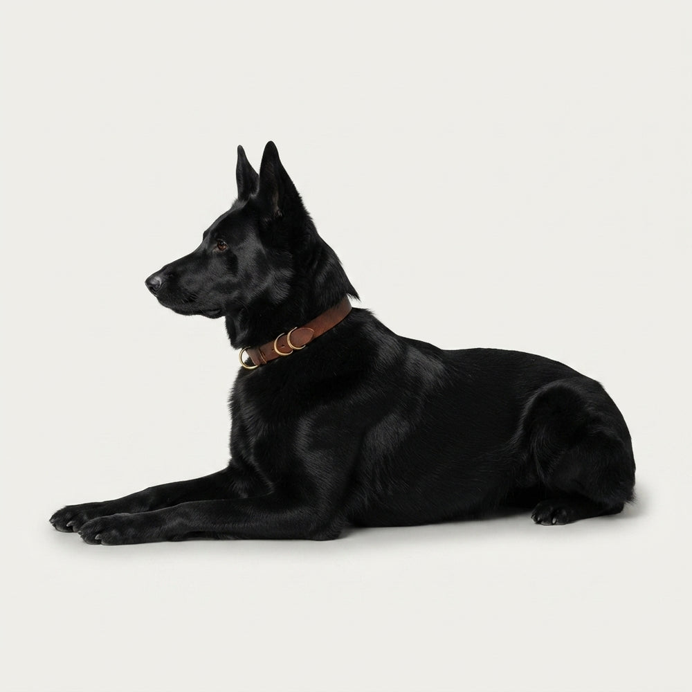 Classic Leather Dog Collar | Handmade Durability You Can Trust